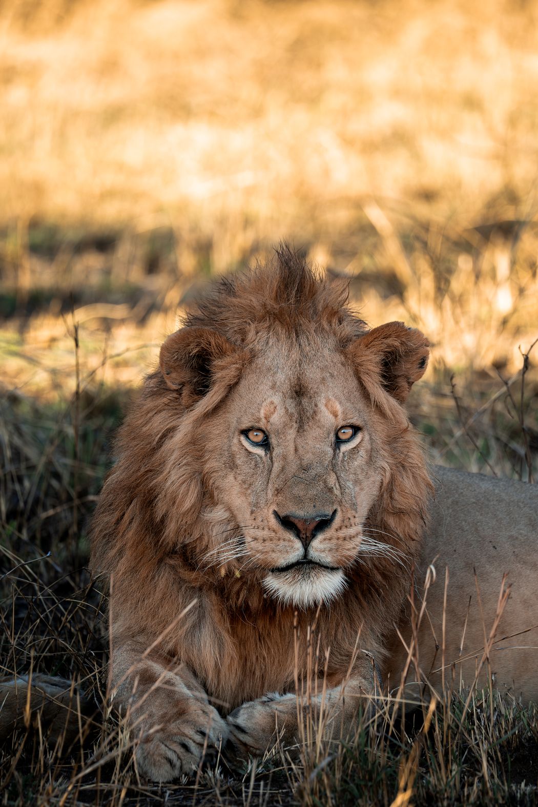 A lion lying in the grass, looking straight ahead