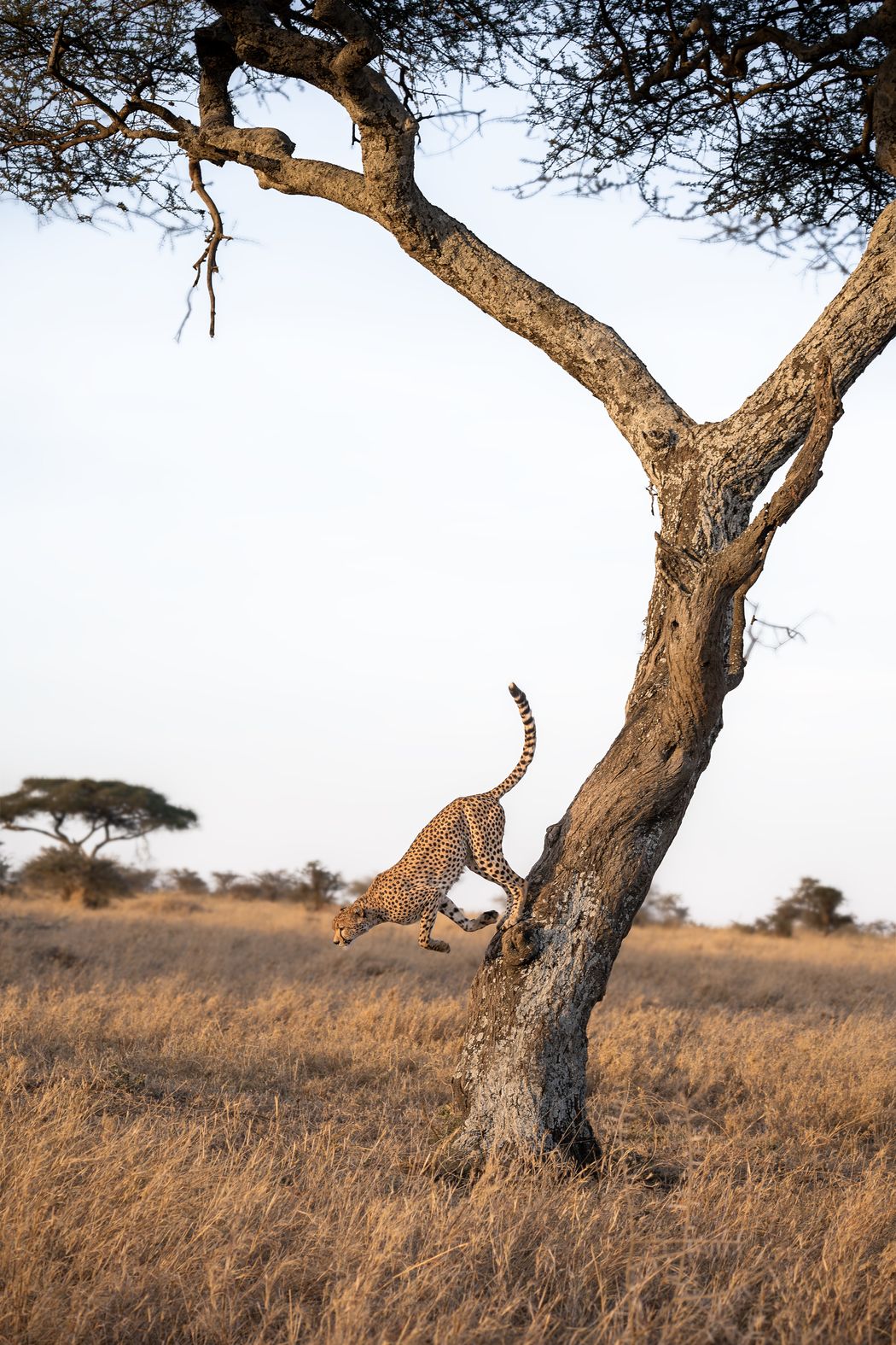 A leopard climbing the trunk of an acacia