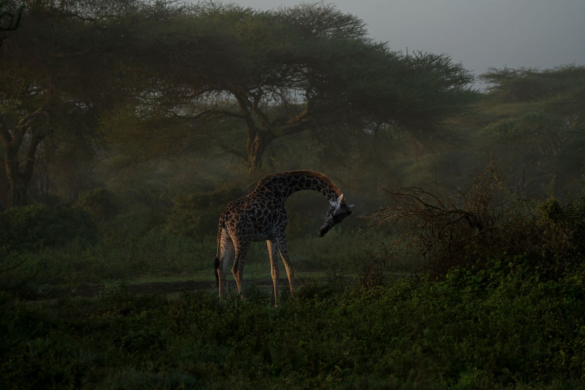 A giraffe browsing in the shade of a groundwater forest