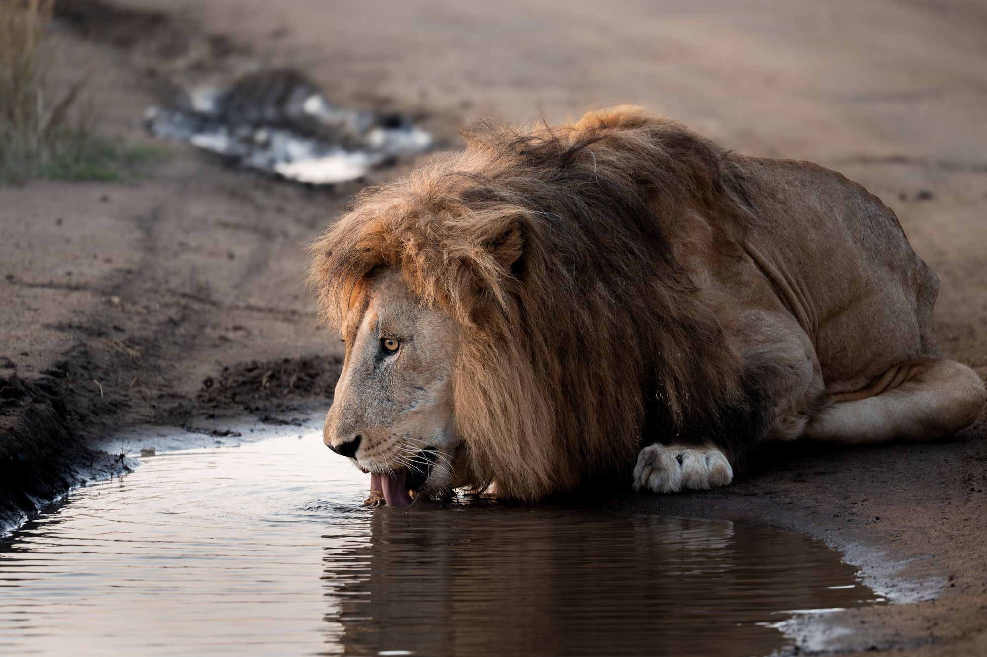 A black-maned lion drinking from a rain pool