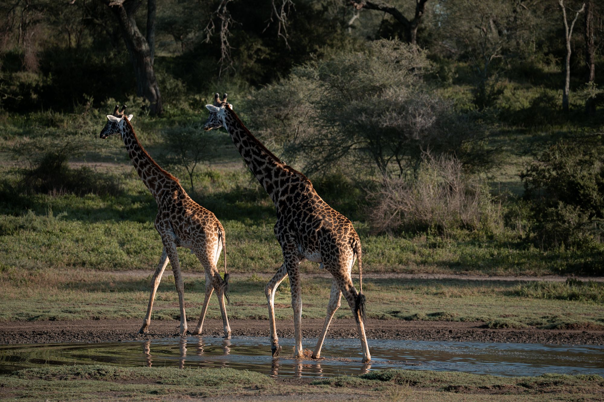 Two giraffes stepping through shallow water